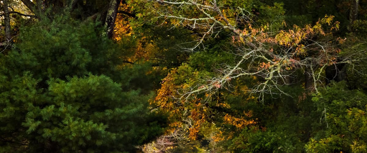 dramatic and vibrant autumn foliage in the Cades Cove in the Great Smoky Mountain National park in Tennessee.