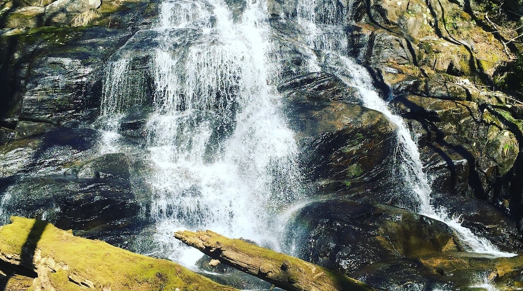 Erwin, TN another local spot so enjoyed.