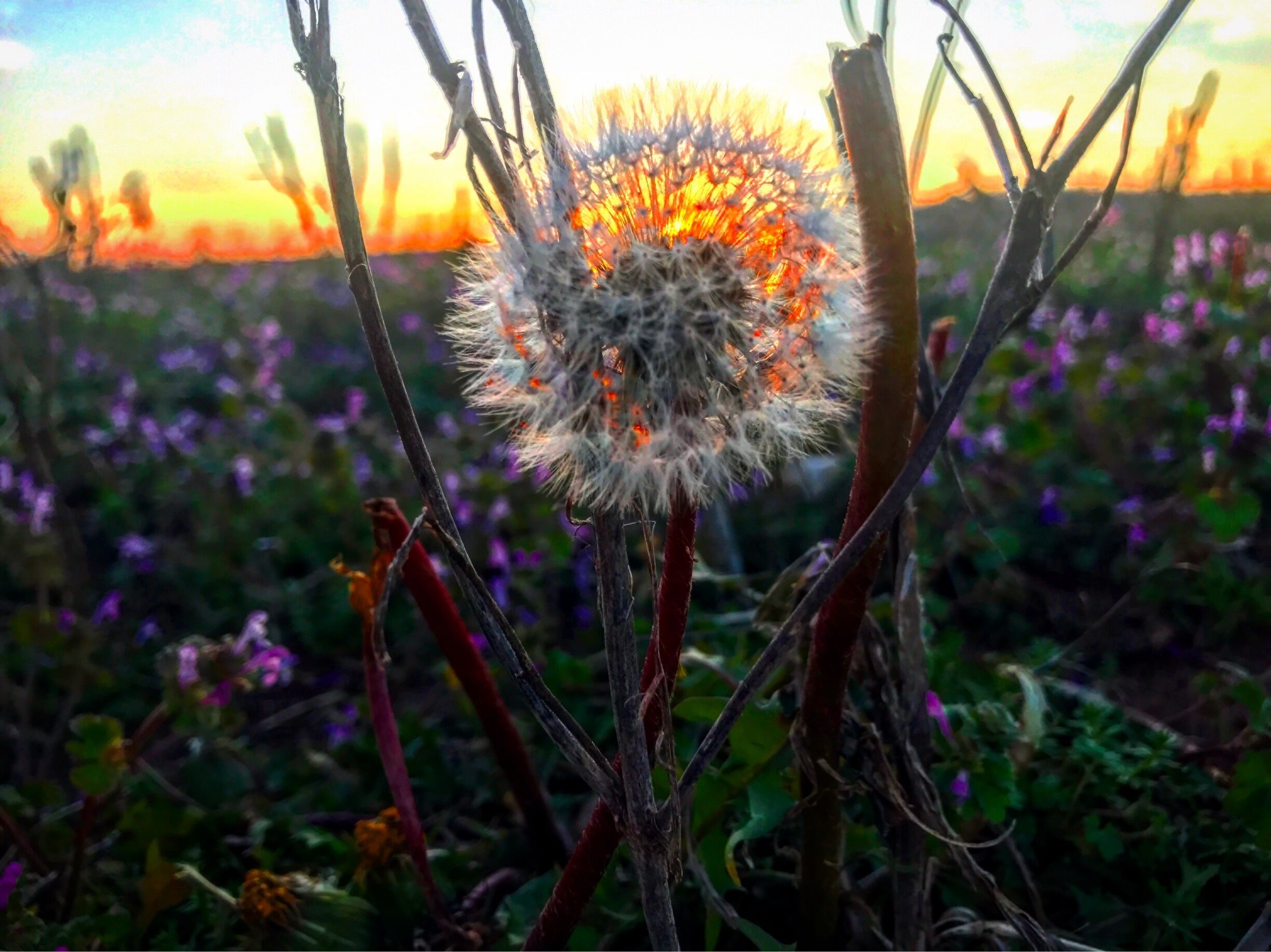 we love hitting up back roads of our beautiful northern Alabama! Never know what you’ll stumble across 🥰#HomeSweetHomeAlabama
#OnTheRoad
#LoveMyTown
#NomadicSoul  
#TravelinLight 
#SpringFun
#Sunburst
#Colorful
#Patterns
#Perspectives