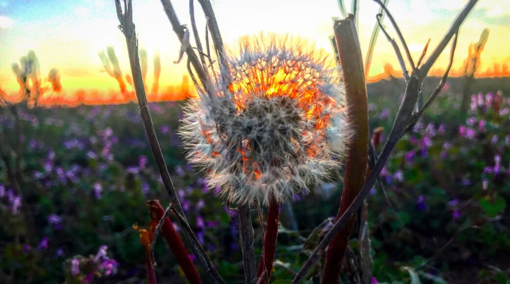 we love hitting up back roads of our beautiful northern Alabama! Never know what you’ll stumble across 🥰#HomeSweetHomeAlabama
#OnTheRoad
#LoveMyTown
#NomadicSoul
#TravelinLight
#SpringFun
#Sunburst
#Colorful
#Patterns
#Perspectives