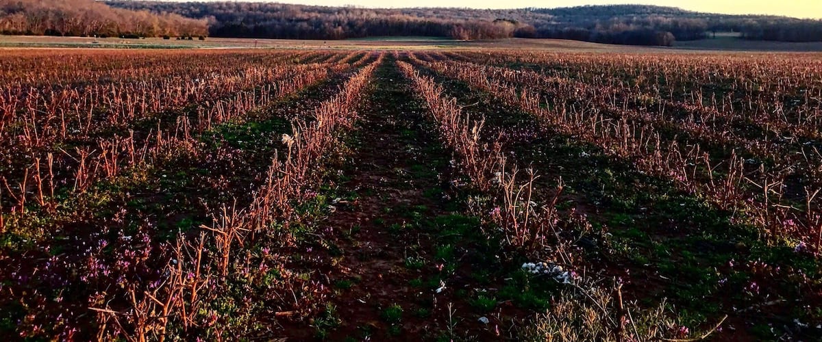 A vast agricultural field with rows of crops under a clear sky.
