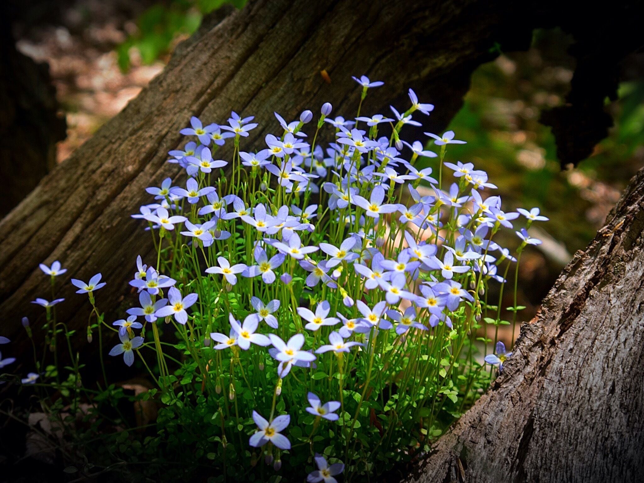 Springtime wild flowers in the Cumberland Mountains of East Tennessee. #green