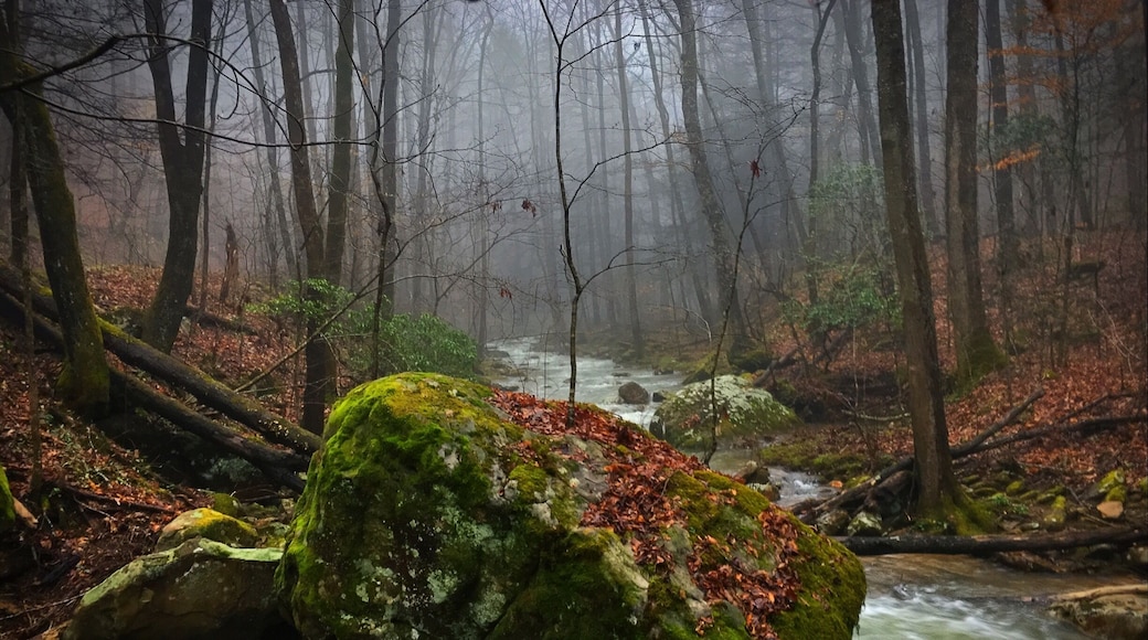 Frozen Head State Park