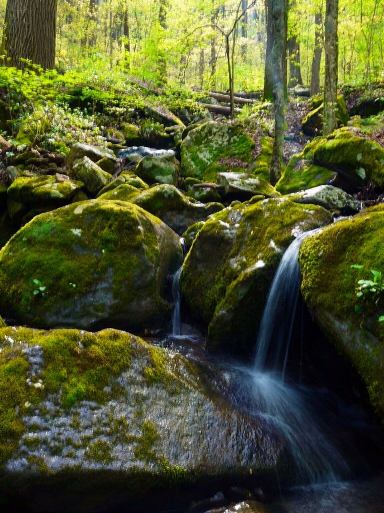 Chimney Top Trail #green