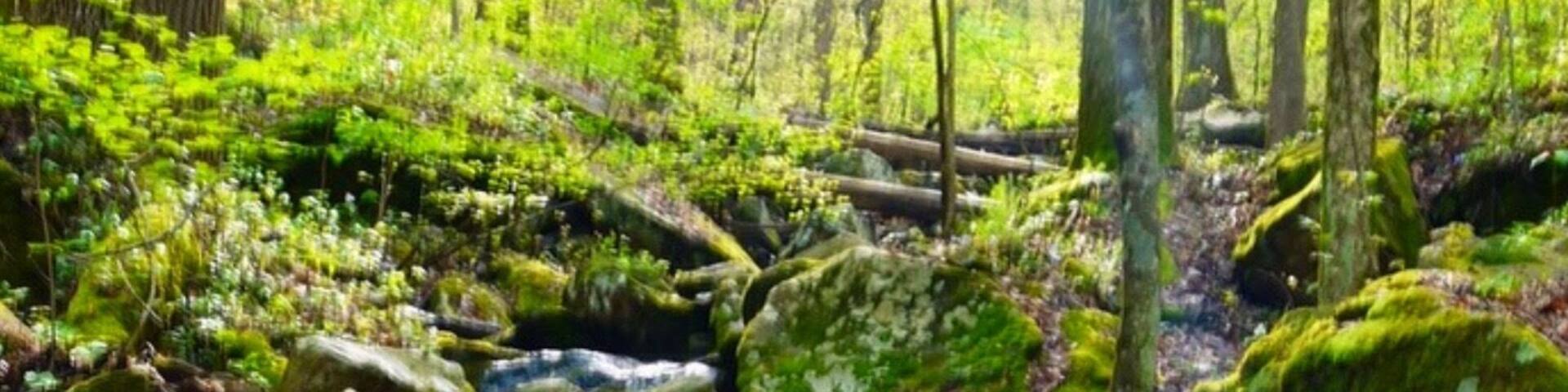 Un arroyo en el bosque con rocas cubiertas de musgo y una cascada.