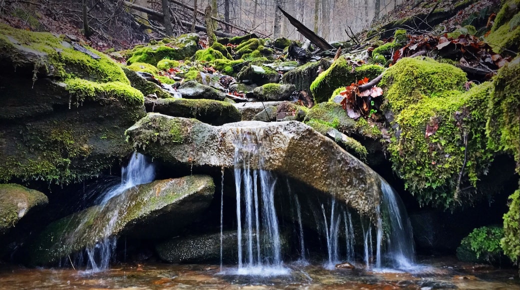 Nice hiking trails in Frozen Head State Park.