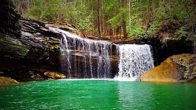 A waterfall cascading into a clear green pool surrounded by forested area.