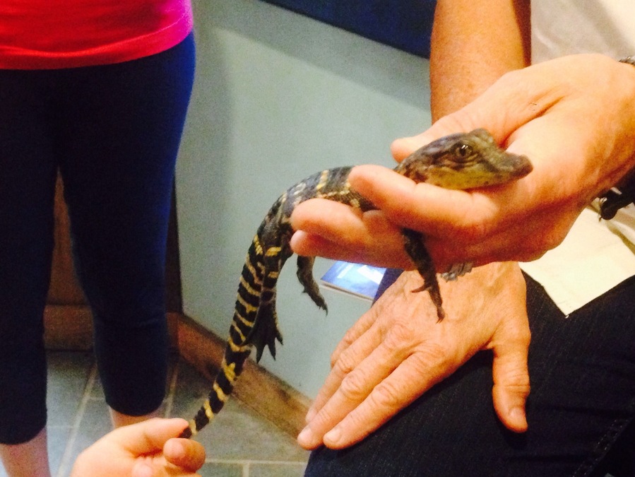 I touched a baby alligator!!