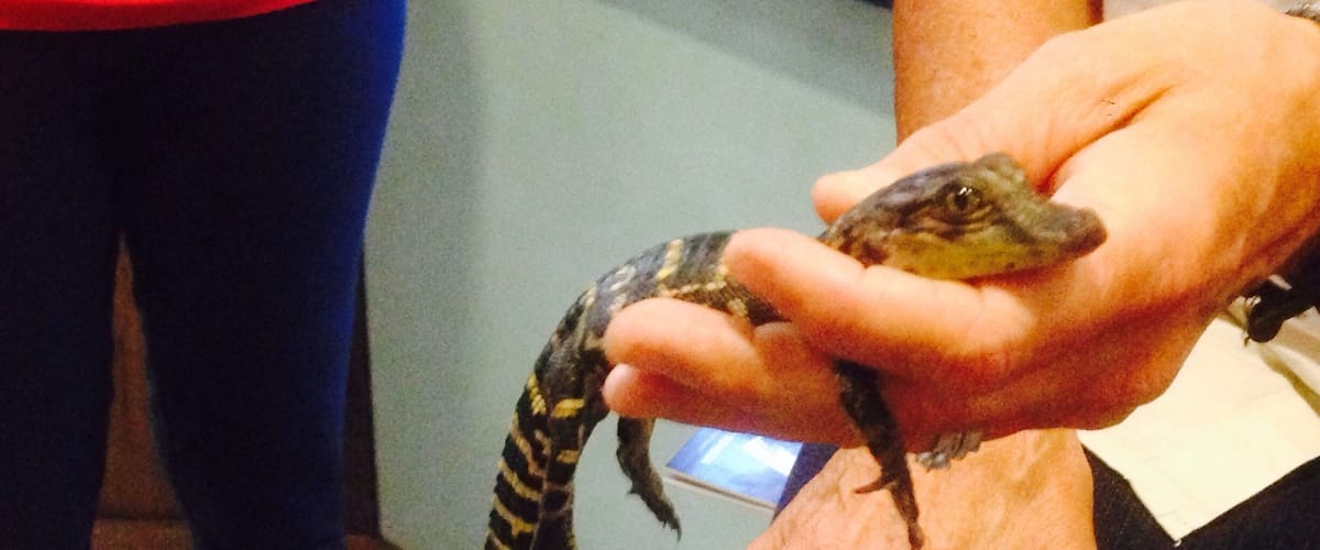 A person holding a small lizard with a patterned back and tail.