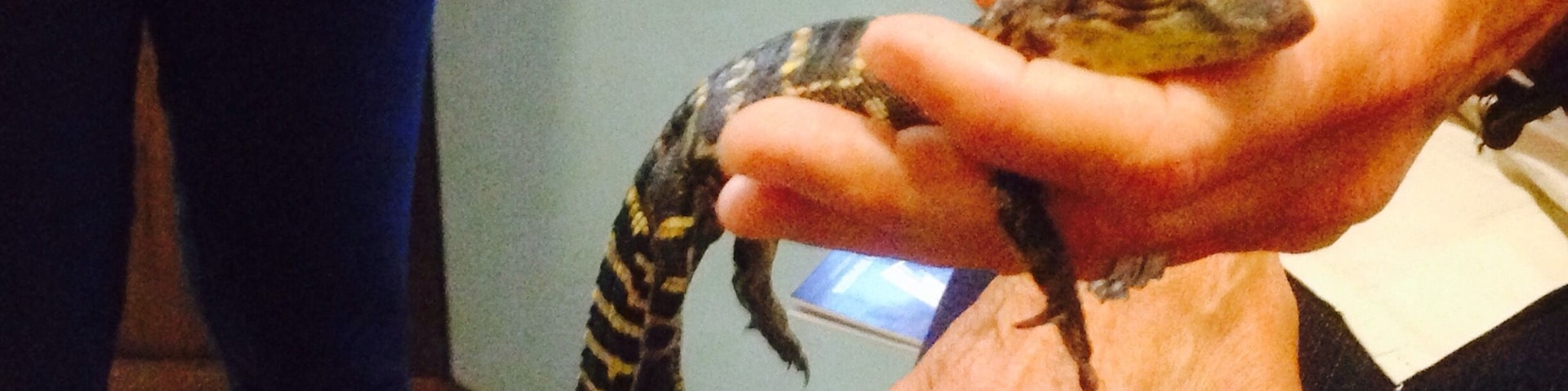 A person holding a small lizard with a patterned back and tail.