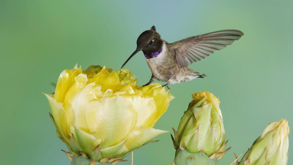 A hummingbird perched on a yellow flower.