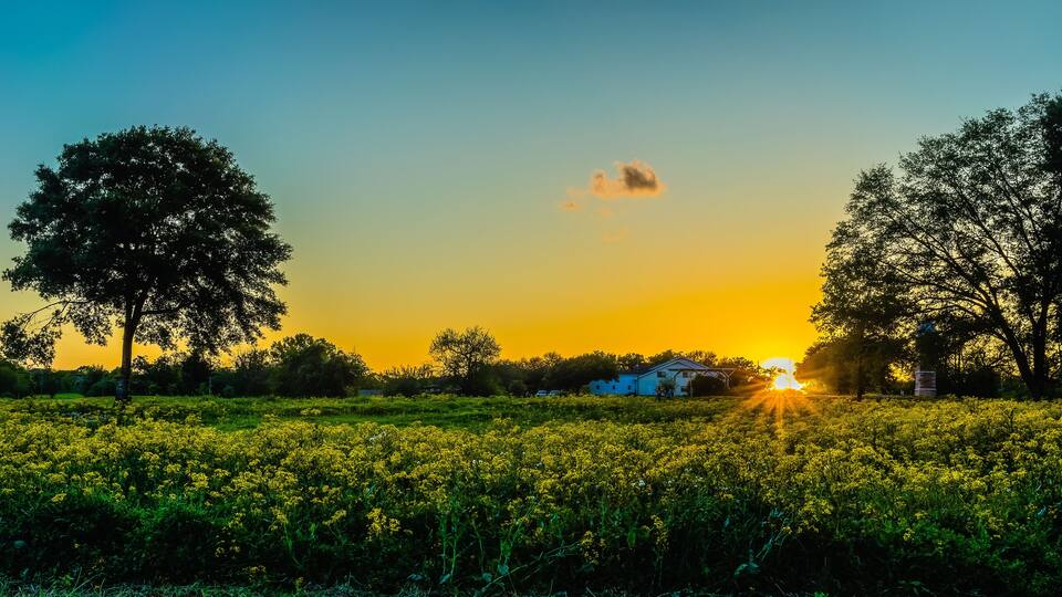 A sunset over a field of yellow flowers with trees and a house in the background.