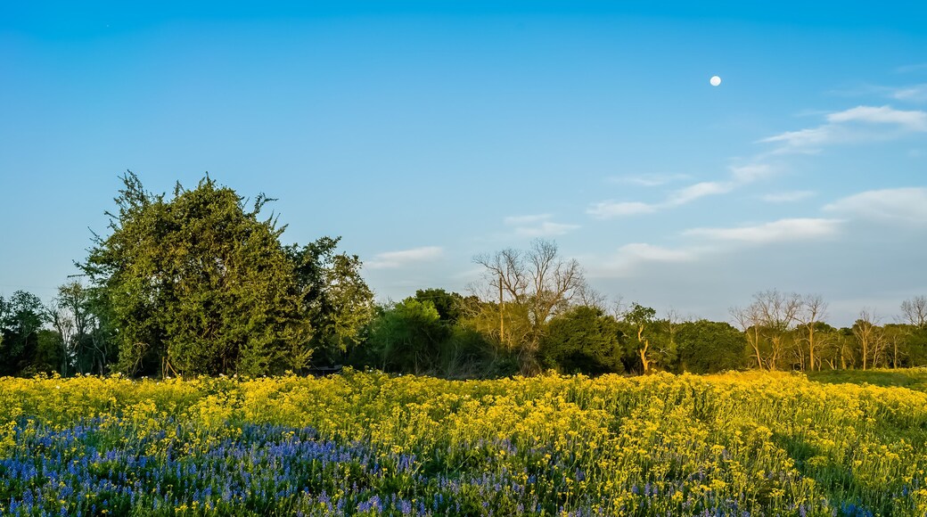 Field of Wildflowers