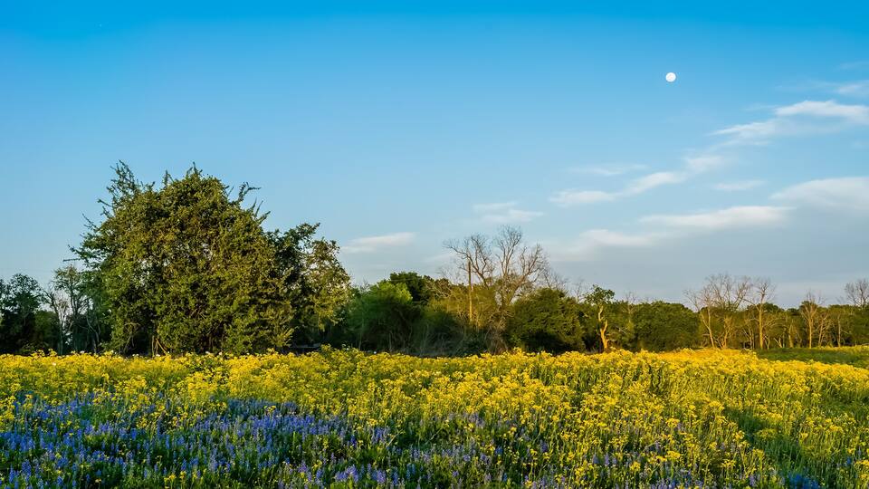 A field of yellow flowers with a large tree and a clear blue sky.