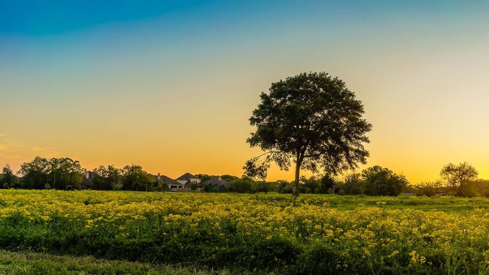 A field of yellow flowers with a large tree in the foreground and houses in the background.