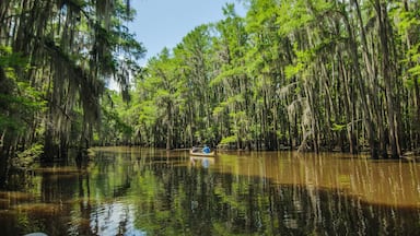 Horizontal picture of a parent with a kid rowing in a canoe on a lake with cypress trees in a water. Caddo Lake state park, Texas.
