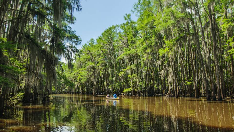A river surrounded by tall trees with Spanish moss.