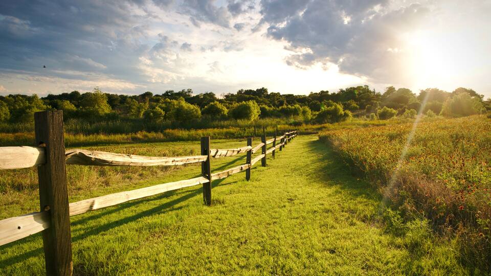 A grassy field with a wooden fence and trees in the background.