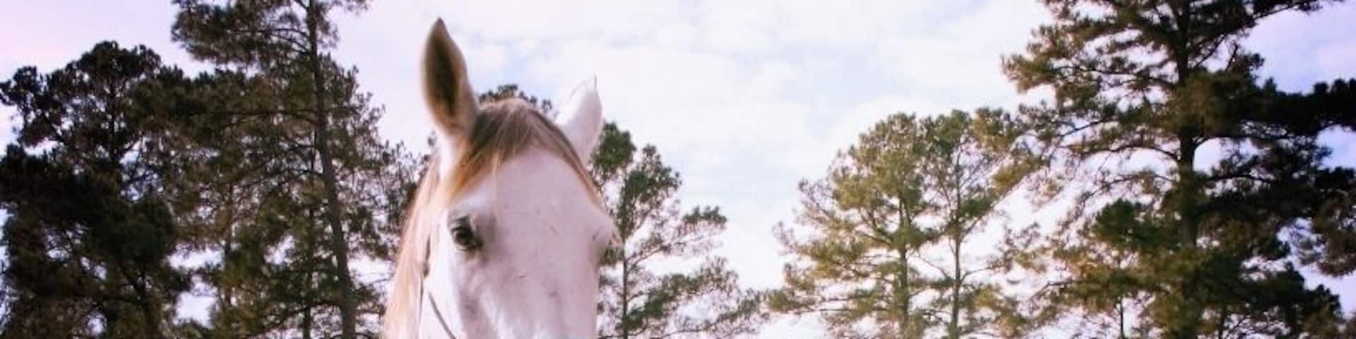 Don Hutson, horse trainer, educator and and all-around cowboy and his student Rhapsody pose for the camera. Don and his horses teach educators and business professionals how to communicate better and how to be more effective.
We often "camp out" at this cool little country B&B during the Christmas holidays with friends.
Cowboy Campout is a 15-acre working horse ranch just north of Historic Montgomery, Texas near the Sam Houston National Forest. The bunkhouse accommodates 12 guests in semi-private rooms. Two private bathrooms and lounge are located inside.
#LocalGems