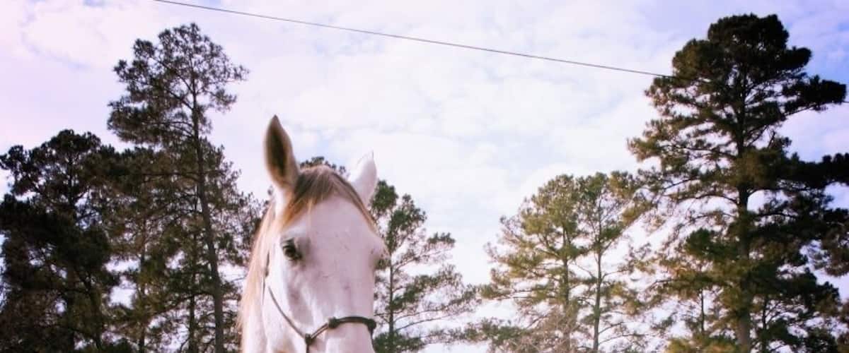 A white horse standing on a tree stump in a fenced area with trees in the background.