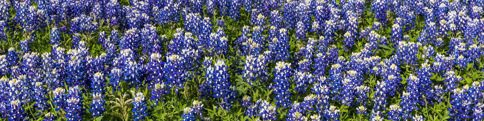 A field of bluebonnets under a clear sky.