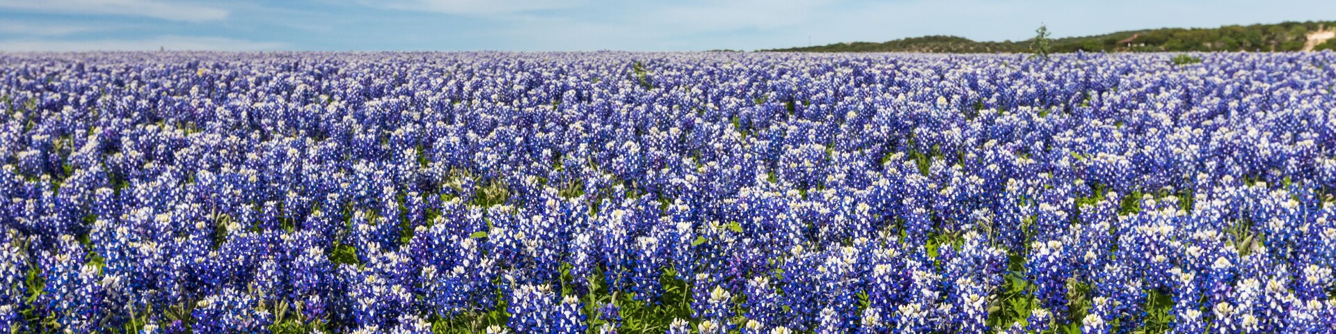 Um campo de lupinas sob um céu claro.