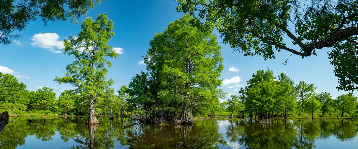 A calm lake surrounded by lush green trees and clear blue sky.