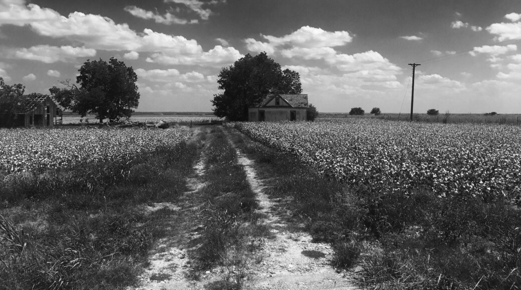 Beautiful drive from Austin to Houston. Cottonfields