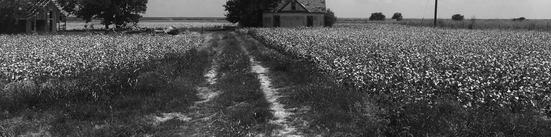 Beautiful drive from Austin to Houston. Cottonfields