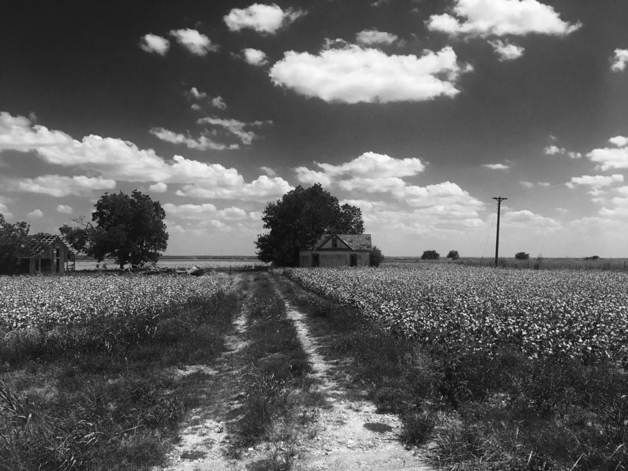 Beautiful drive from Austin to Houston. Cottonfields