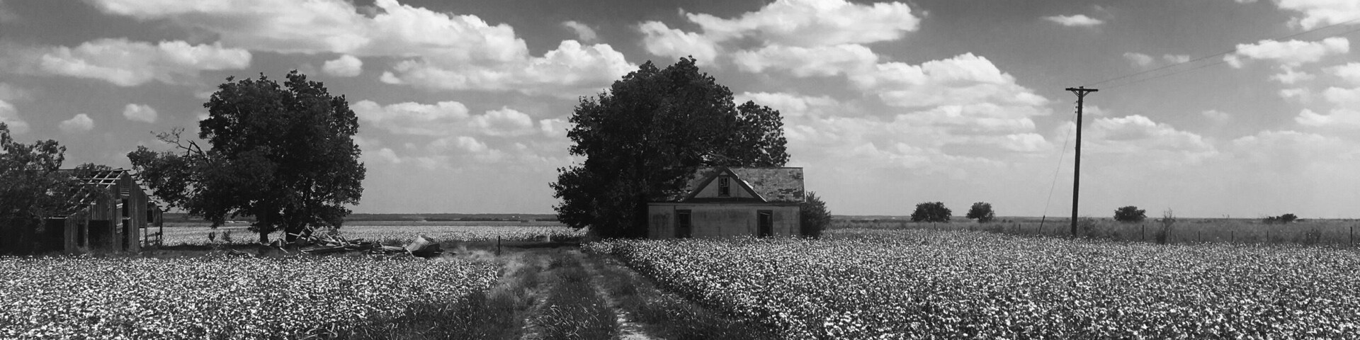 Beautiful drive from Austin to Houston. Cottonfields
