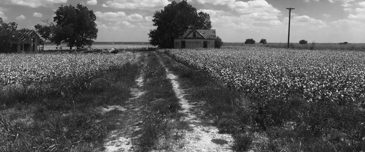 A rural landscape with a dirt path leading to a small house surrounded by trees and a field of flowers.