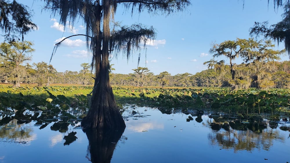 Scenic view of Caddo Lake with Bald Cypress trees and Reflections in Texas