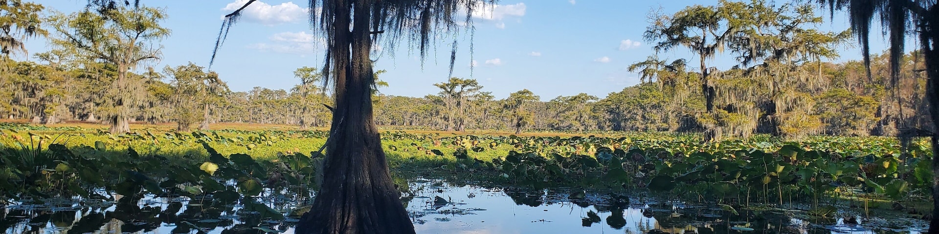 Scenic view of Caddo Lake with Bald Cypress trees and Reflections in Texas