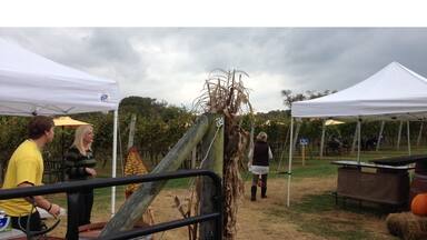 Final winery stop -- Three Foxes Vineyards wow great finish. Best band yet with old standards and country, roasting marshmallows and a pretty darn good Cab Franc (and I'm not a Cab Franc fan). Bocce, corn-hole, and tables amongst the vines. Pretty great final stop.