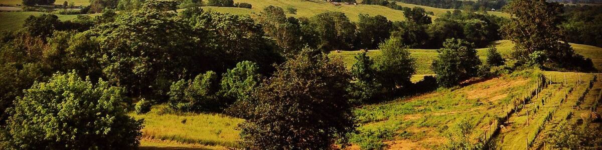 This winery is up on a hill and has the most amazing view at the top! It just opened a few months ago so I think it needs more time to get situated. Wines aren't bad (a little pricey). Definitely worth going to at least once for the view on a sunny day! #bluevalleyvineyard #winery #blueridgemountains #virginia #drinkvirginiawine
