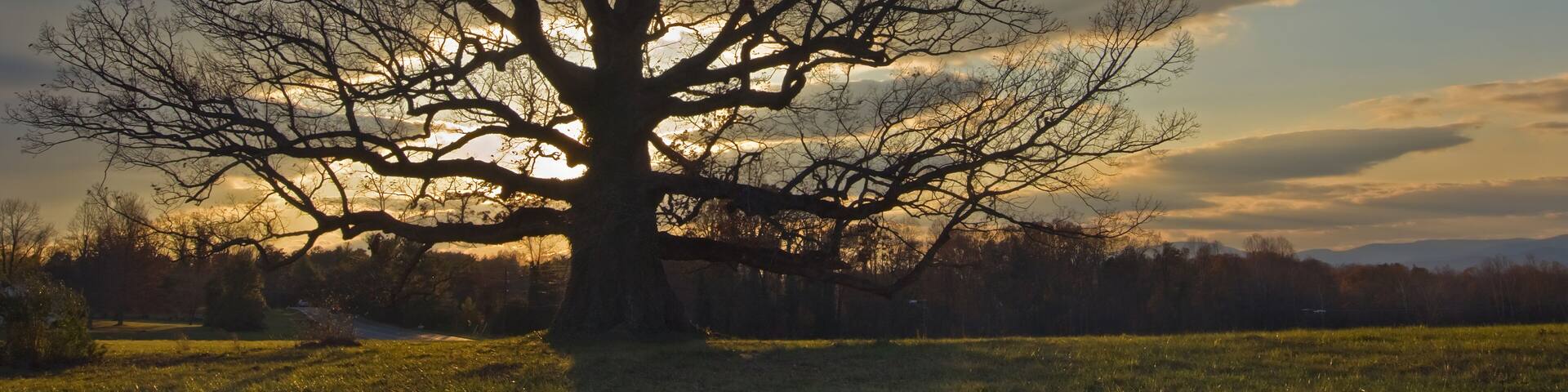 Ancient white oak (Quercus alba). Called the Earlysville oak, it is the second larges white oak in Virginia and is at least 300 years old; overlooking the Blue Ridge Mountains in the distance.