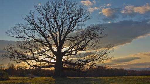 Ancient white oak (Quercus alba). Called the Earlysville oak, it is the second larges white oak in Virginia and is at least 300 years old; overlooking the Blue Ridge Mountains in the distance.