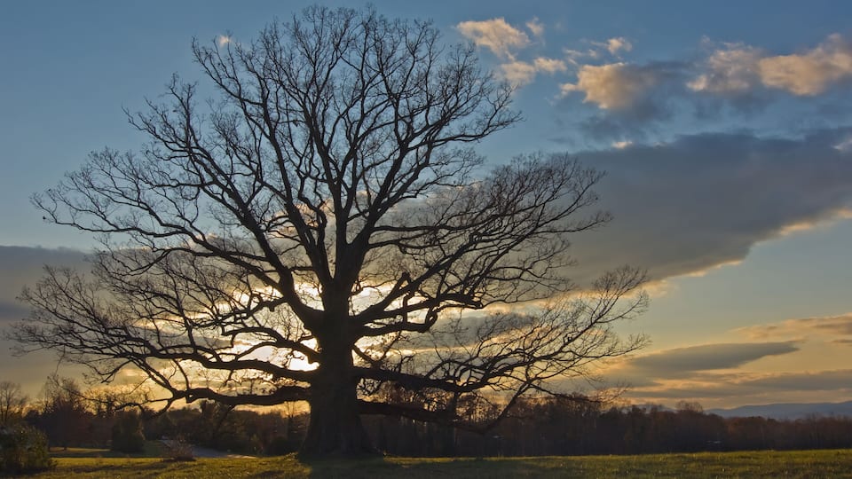 A large leafless tree with a complex branching structure, set against a backdrop of a clear sky with scattered clouds and a setting sun.
