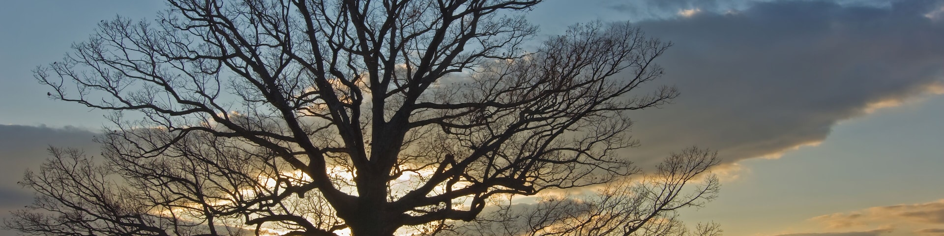 Ancient white oak (Quercus alba). Called the Earlysville oak, it is the second larges white oak in Virginia and is at least 300 years old; overlooking the Blue Ridge Mountains in the distance.