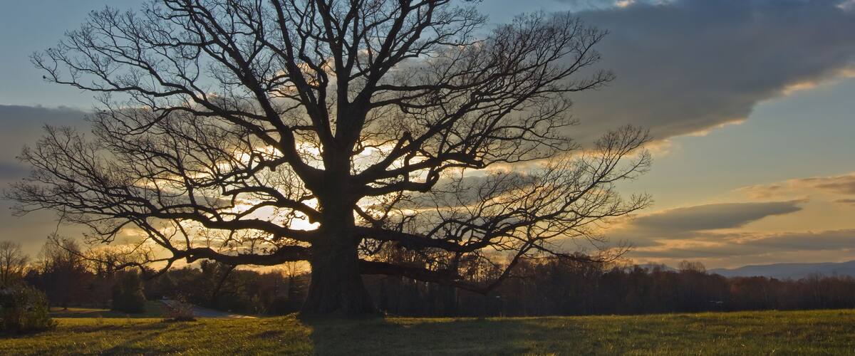 A large leafless tree with a complex branching structure, set against a backdrop of a clear sky with scattered clouds and a setting sun.