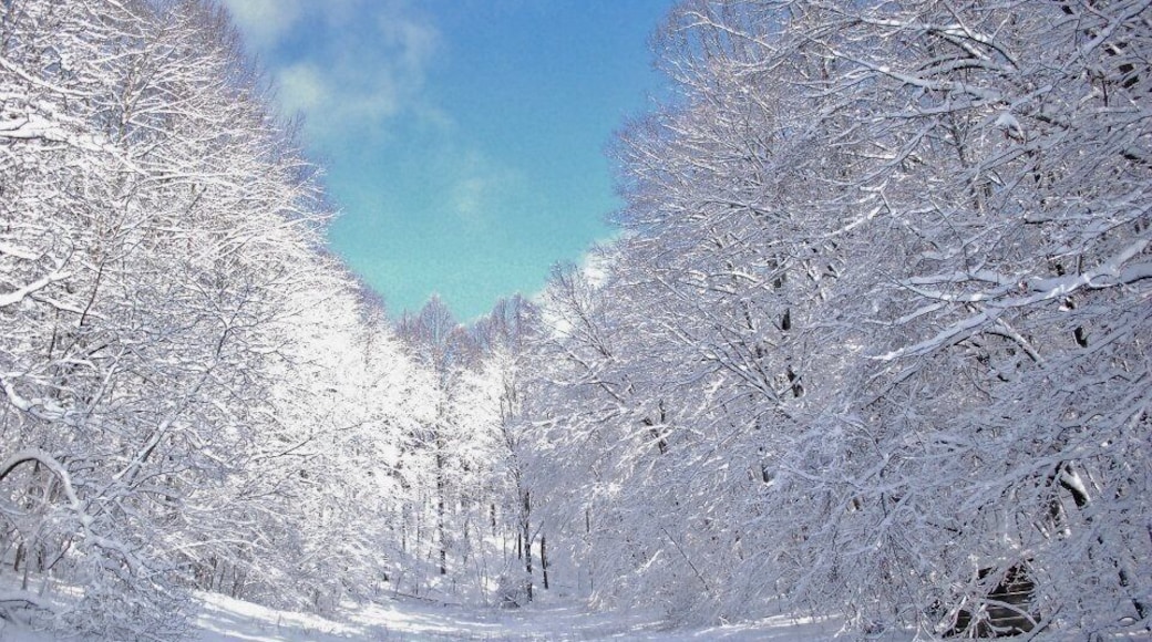 Turkey Ridge Road in Fort Blackmore, Virginia. I hit the backroads after a big snow to take advantage of all the beauty. This shot is one of my favorites from that day. #roadtrip #scottcountyvirginia #winter #snow