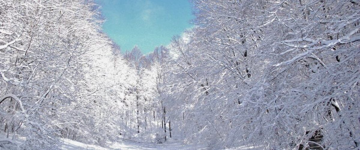 A snow-covered forest path with dense trees on both sides.