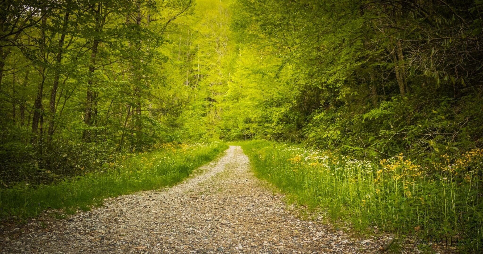 Trail to the Roaring Fork Falls near Mt Mitchell Western NC