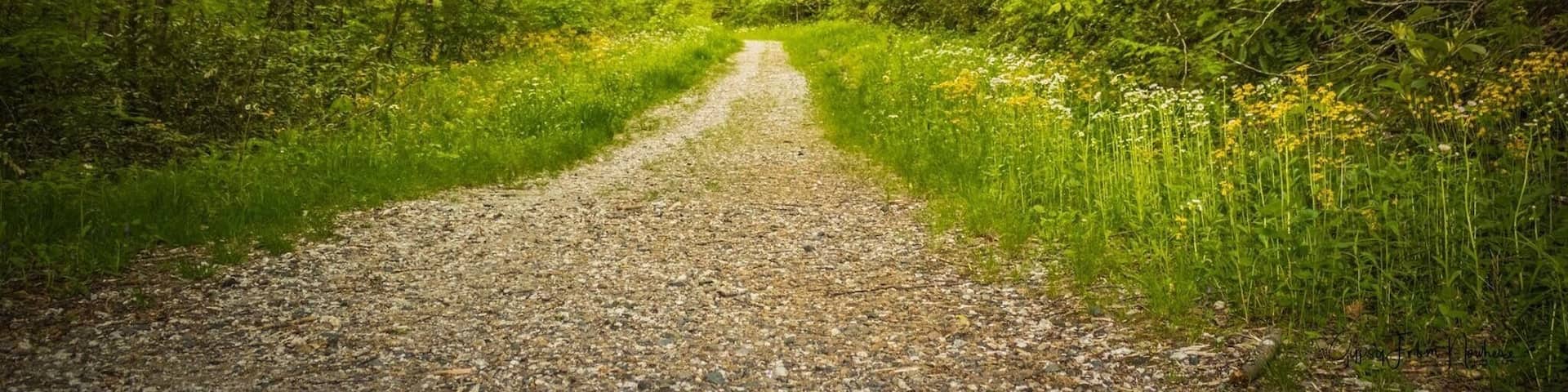 Trail to the Roaring Fork Falls near Mt Mitchell Western NC