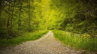 Trail to the Roaring Fork Falls near Mt Mitchell Western NC