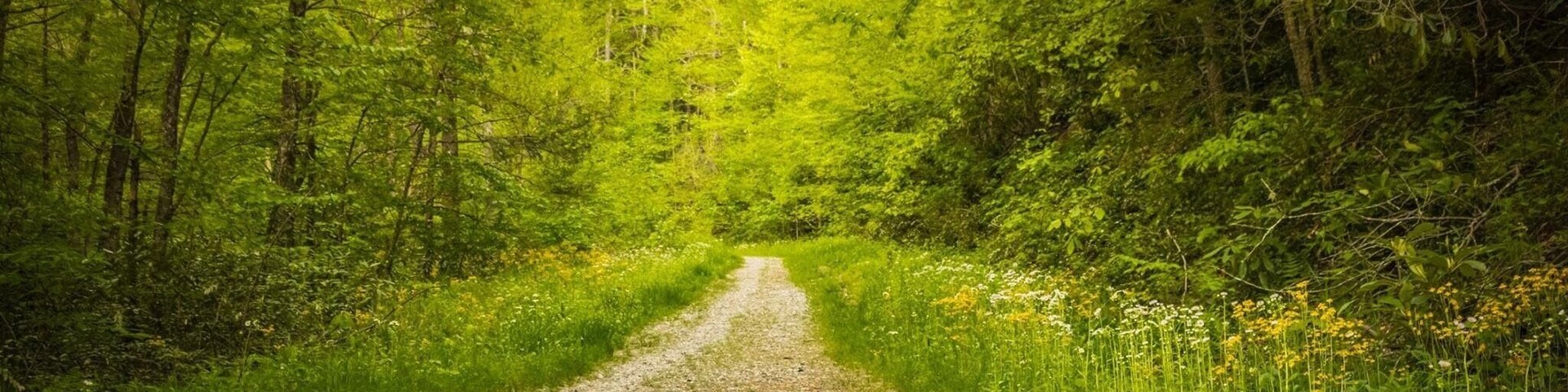 Trail to the Roaring Fork Falls near Mt Mitchell Western NC