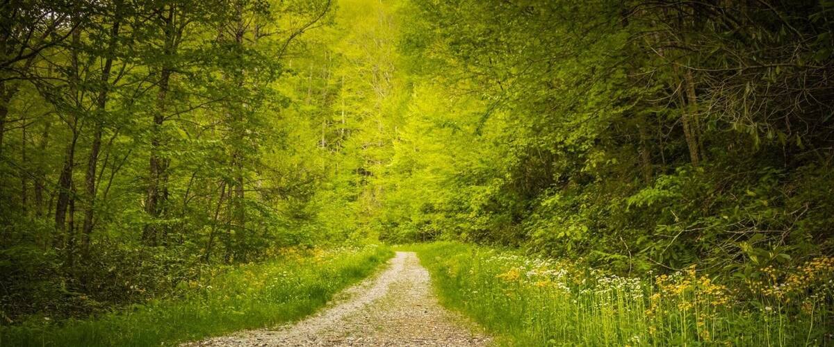A gravel path through a dense forest with lush greenery and wildflowers.