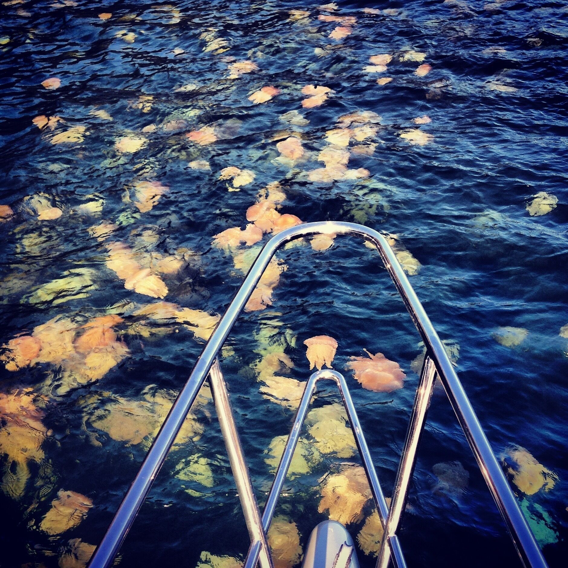 Jellyfish overload on the Hawkesbury 