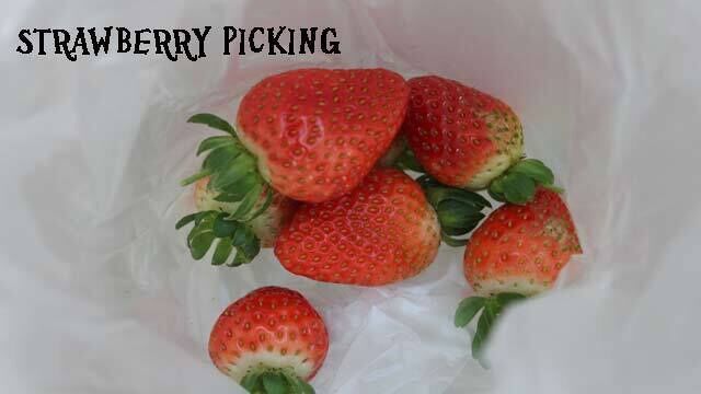 Ricardoes Tomatoes is a fun destination for all the family. Eat a fresh and wholesome lunch at the cafe, followed by strawberry picking.  Don’t forget to buy some fresh tomatoes and lettuce for your evening salad.